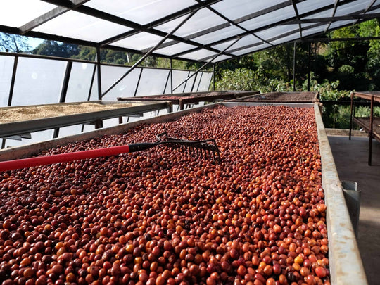 Anaerobic Natural - Ethiopia Green Coffee