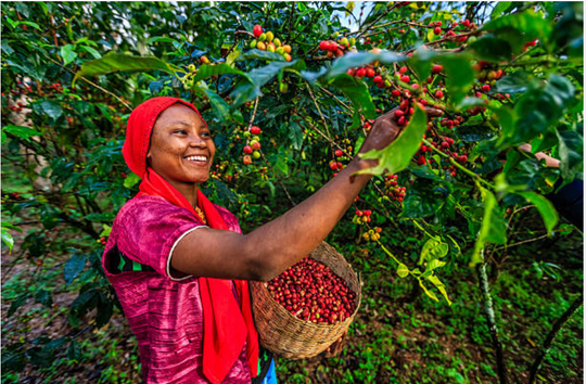 Aricha - Ethiopia (Moulu)