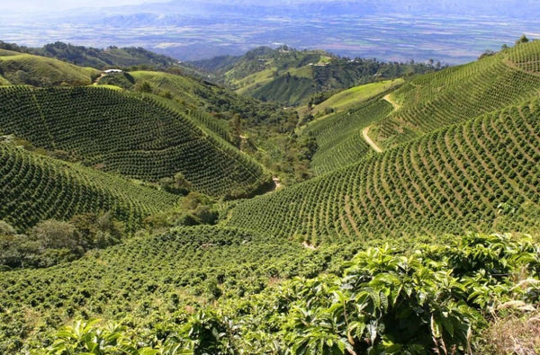 Colombian - Excelso