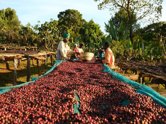 Sidamo - Ethiopia Green Coffee