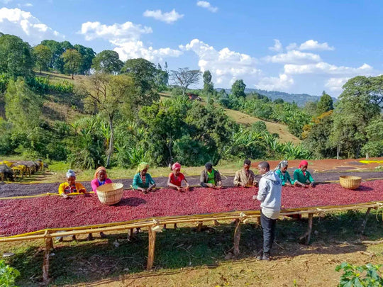 Yirgacheffe - Ethiopia Green Coffee