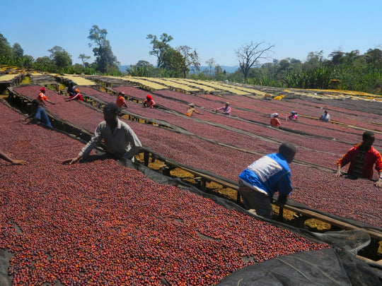 Guji Washed - Ethiopia Green Coffee